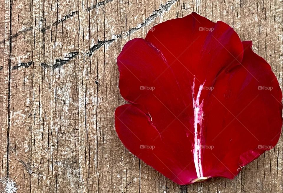 A single red rose petal on a wood board, on a backyard patio. Charming and unique. 