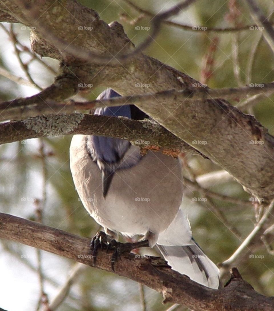 Blue jay looking down from tree 