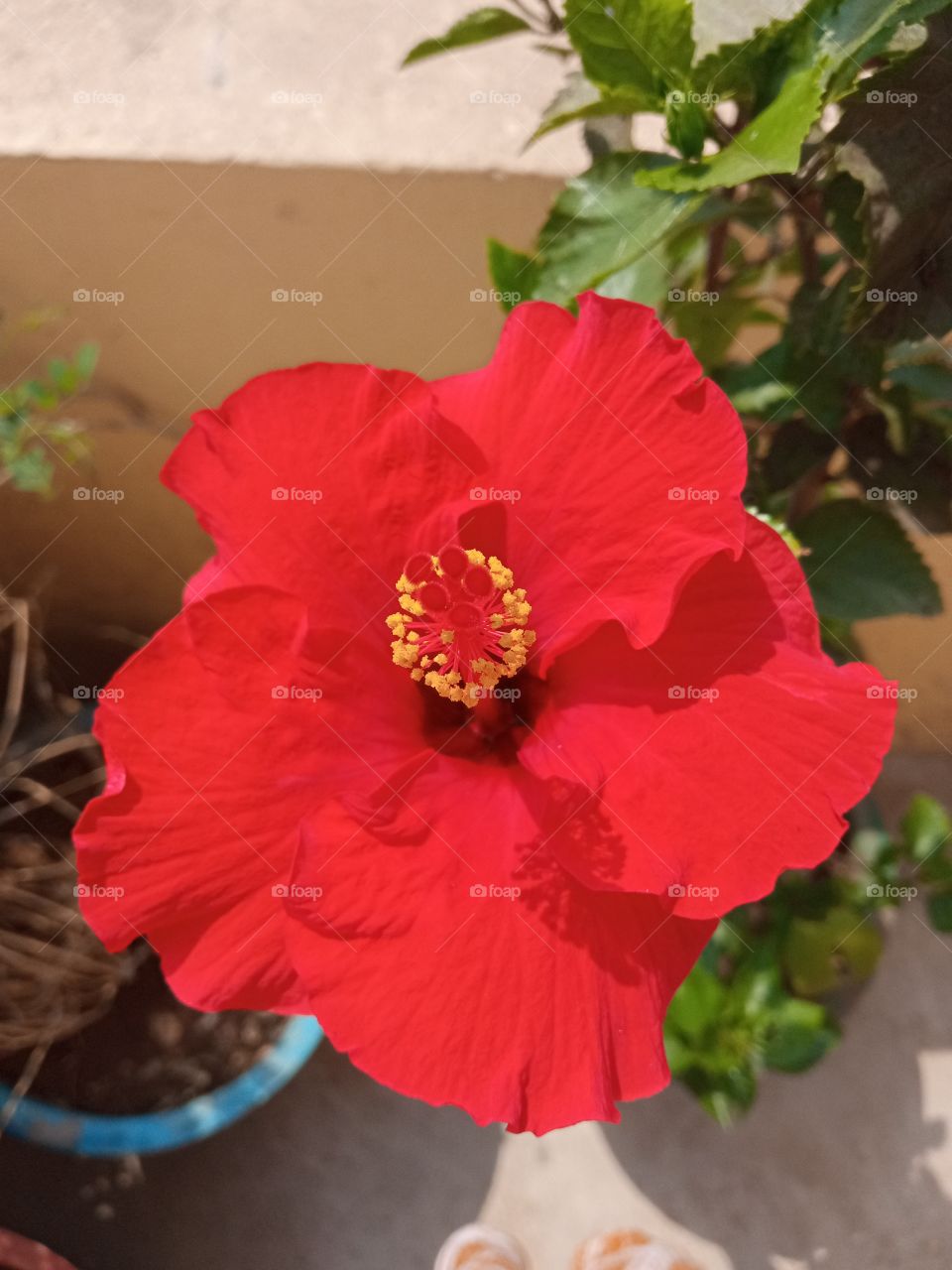 beautiful hibiscus