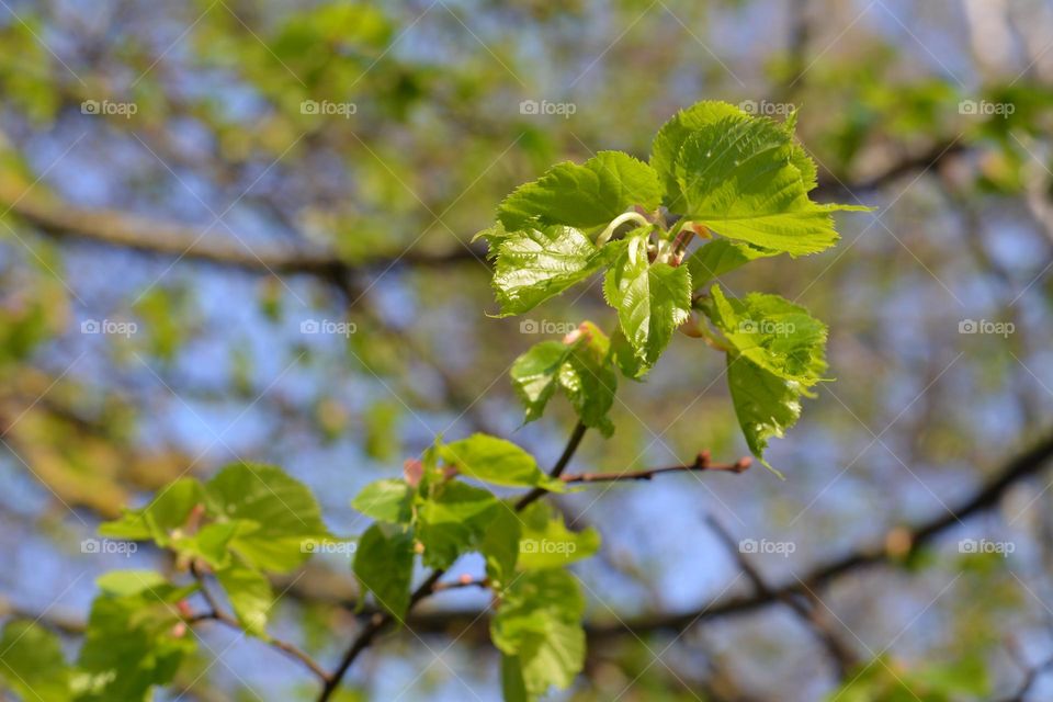 green young leaves branch spring nature