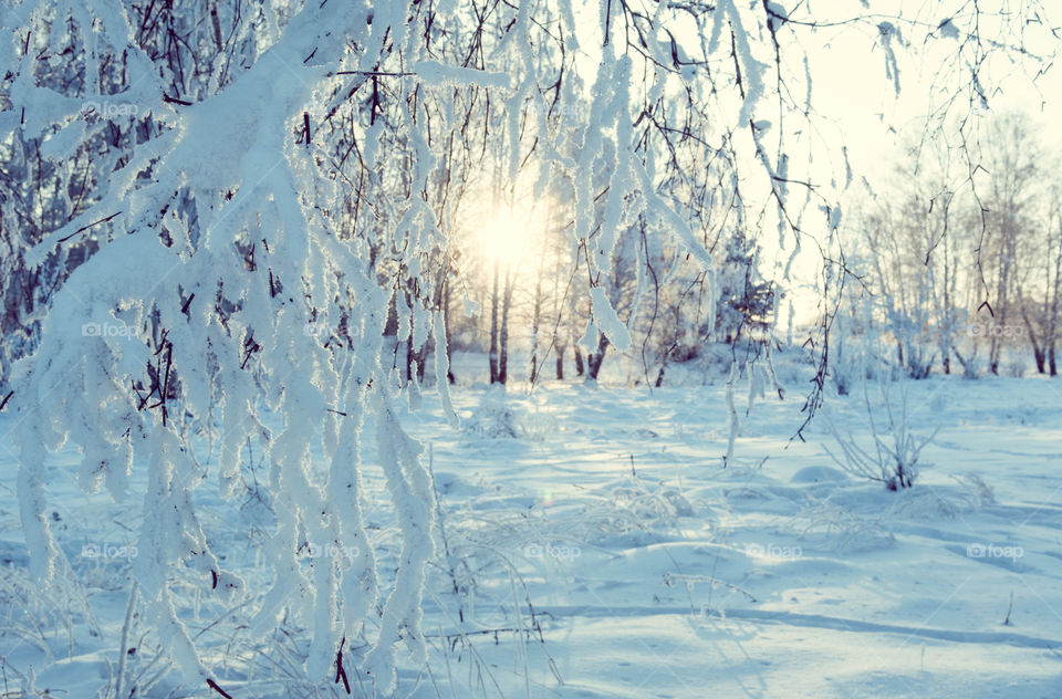 Winter in forest