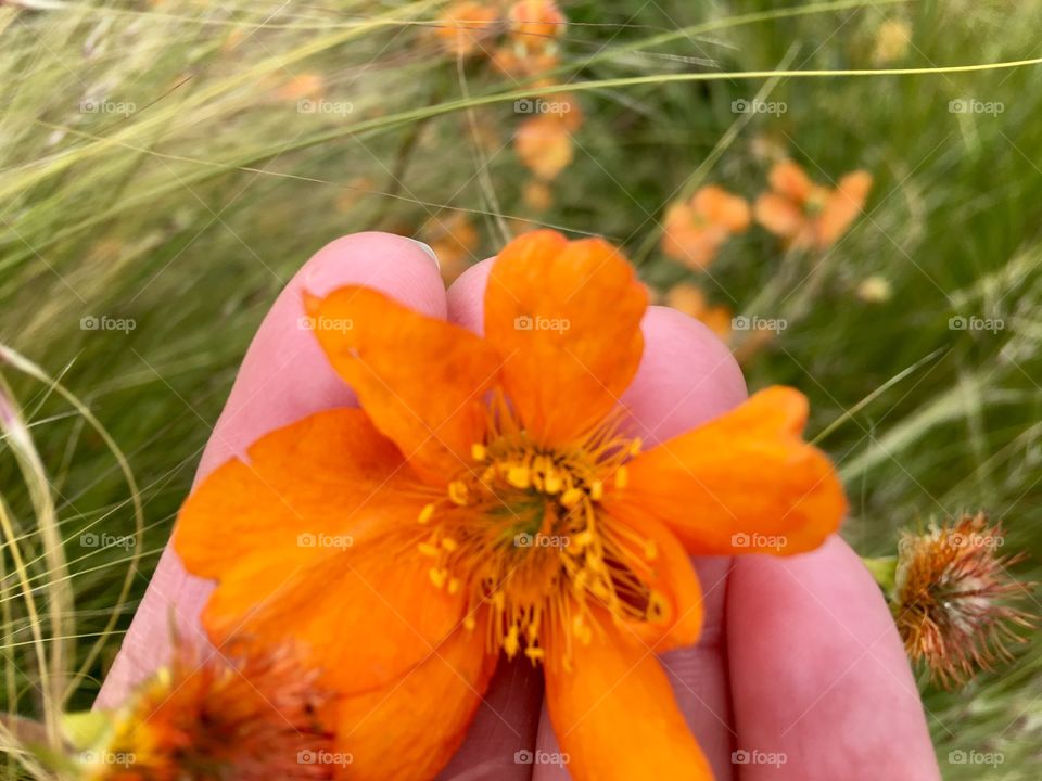 Beauty on my palm