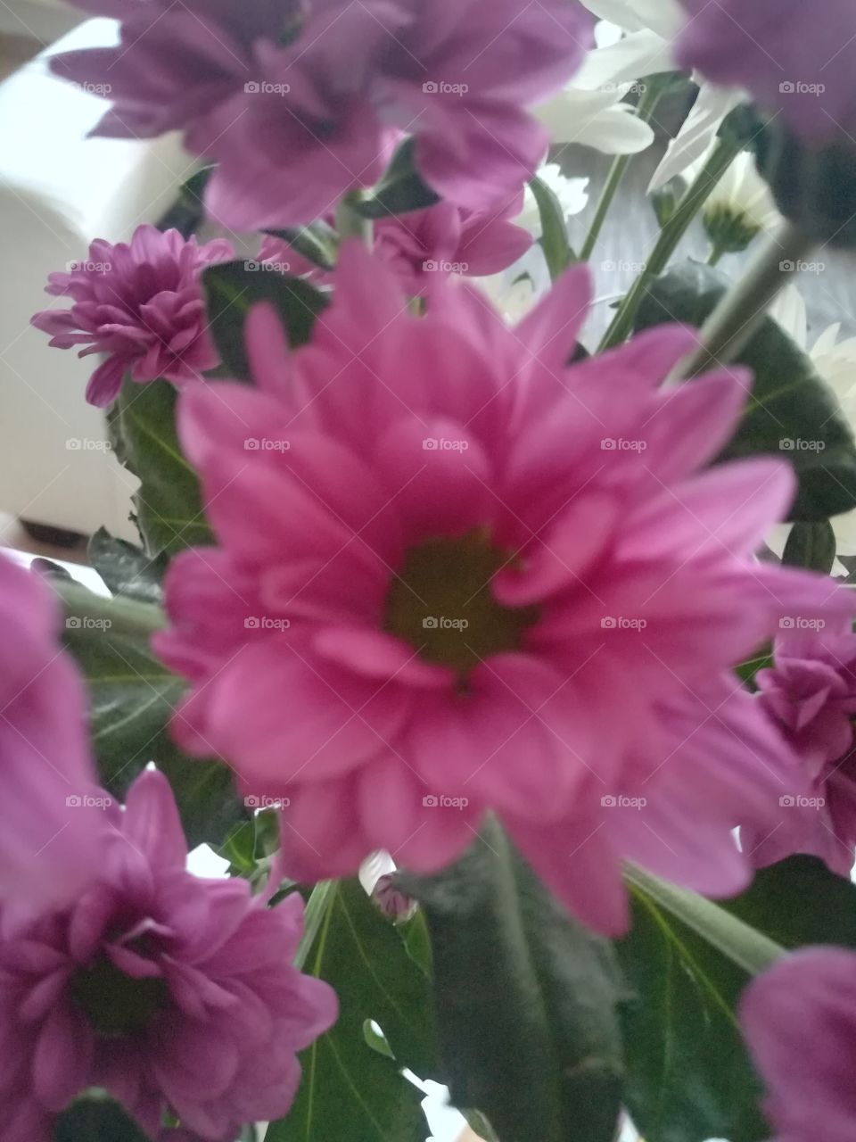 Chrysantheme Blume pink