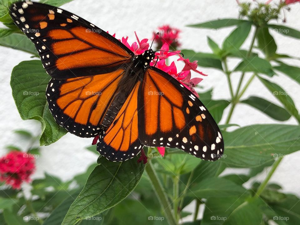 Freshly emerged Monarch Butterfly.
