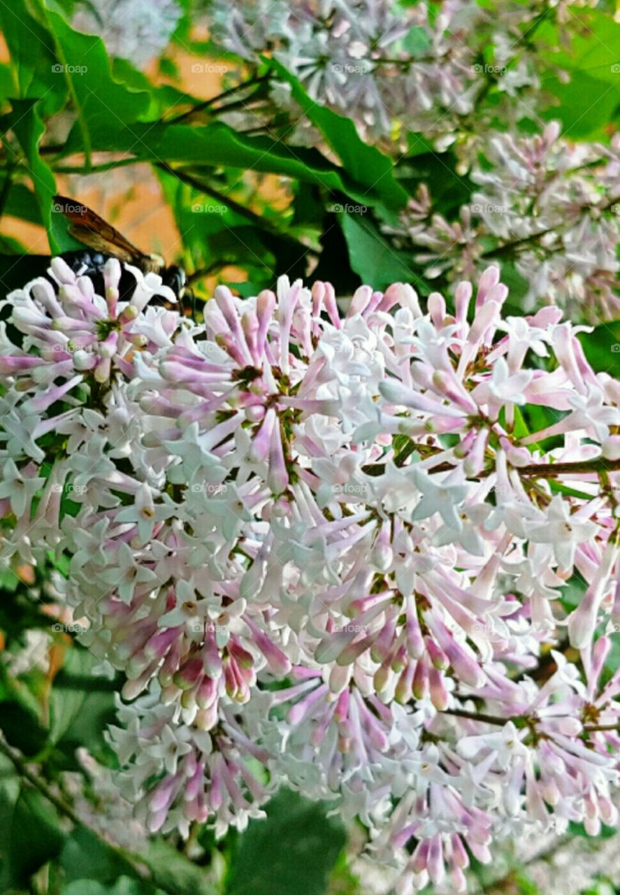 Bee on a Lilac Bush !