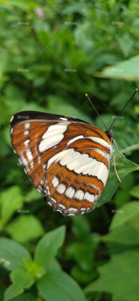 This type of butterfly has a dark brown wing base color with a row of spots that line up to form a ribbon.