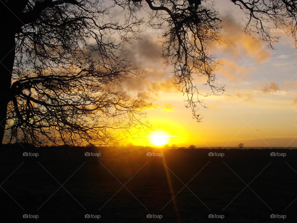 Branches At Sunset