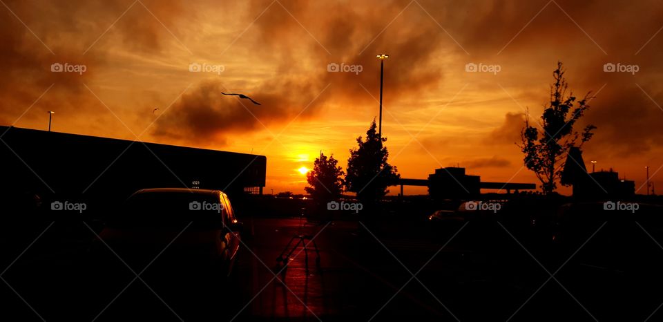 Beautiful Shillouete