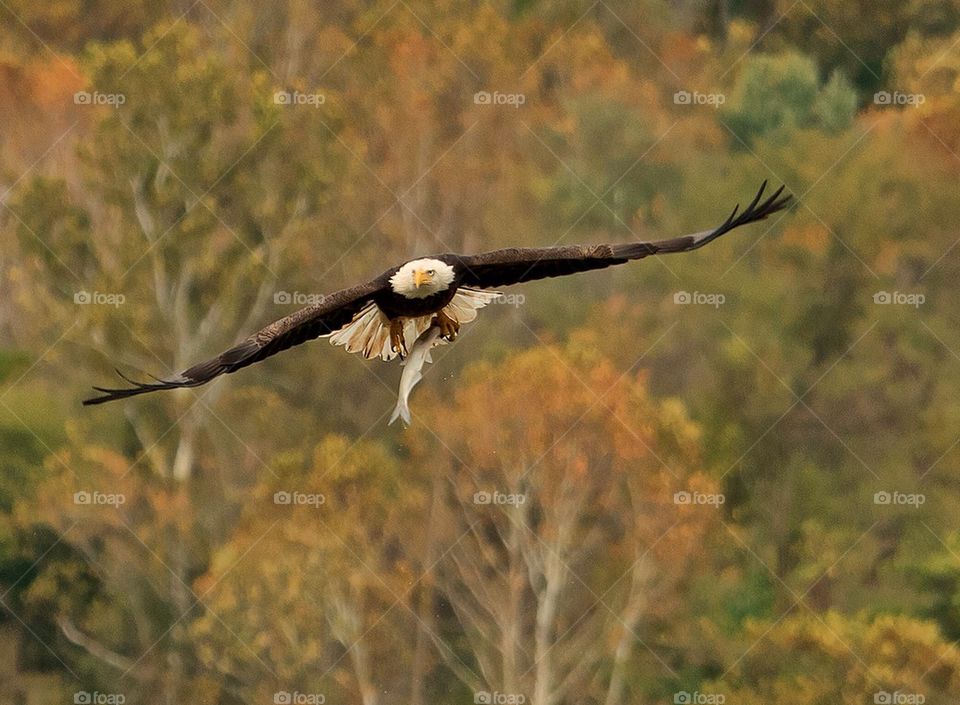 Eagle in flight holding a fish #a6011