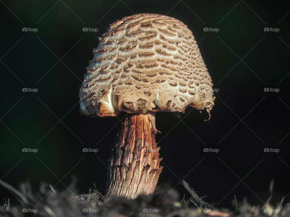 Armored Mushroom
