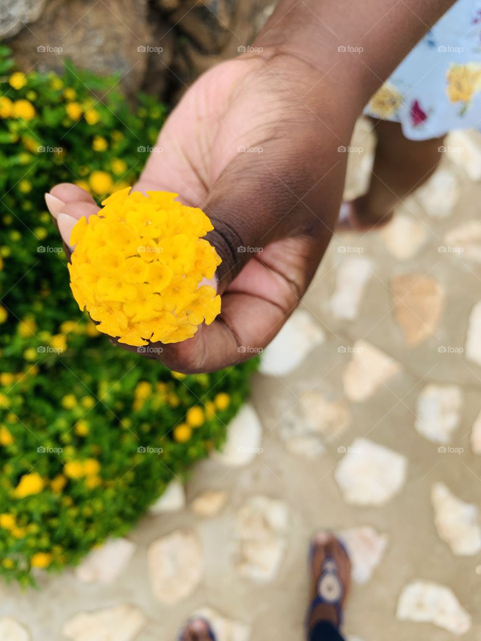 Yellow flowers from a small bush