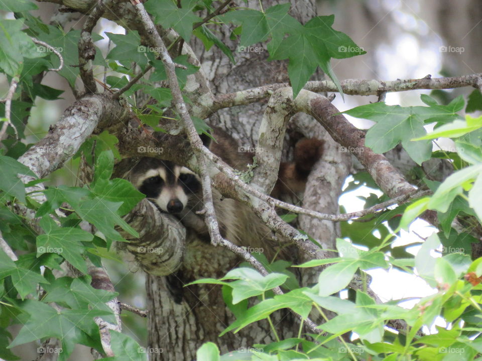 Raccoon in hiding