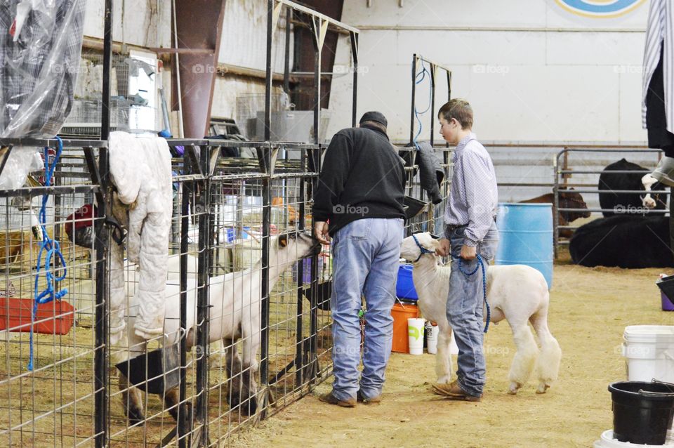 Livestock pens at a stock show in Texas. 