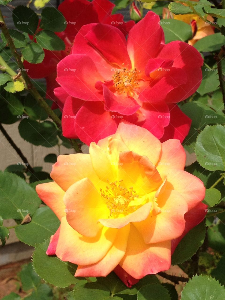 Roses in Spring