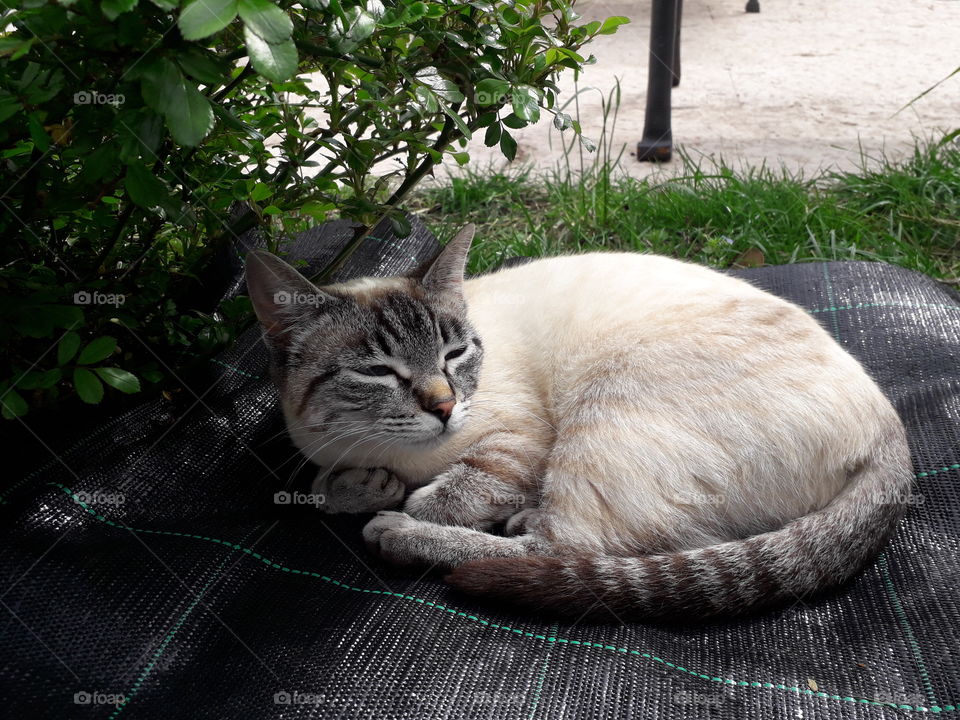 my cat in the garden
