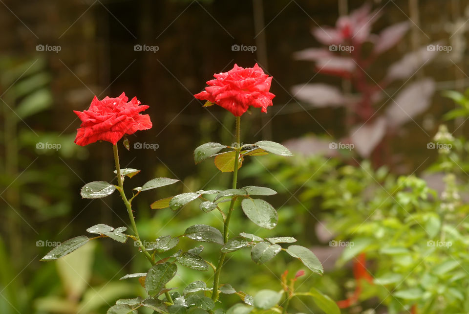 Two rose flower in the garden
