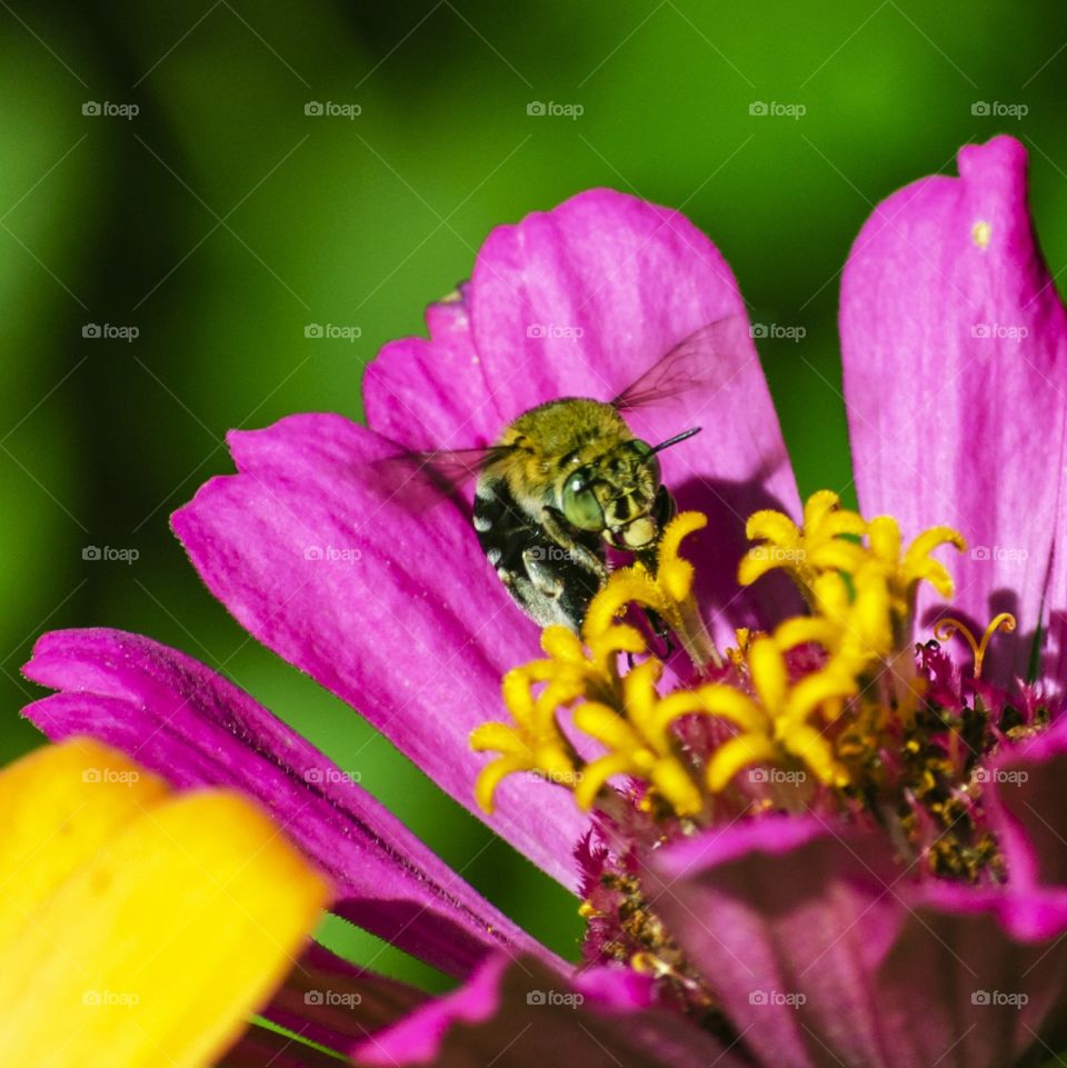 Bee close up on a pink flower