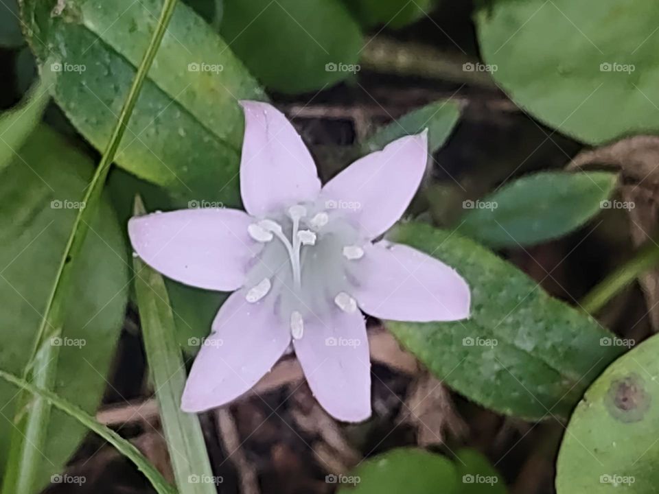 African violet imitation