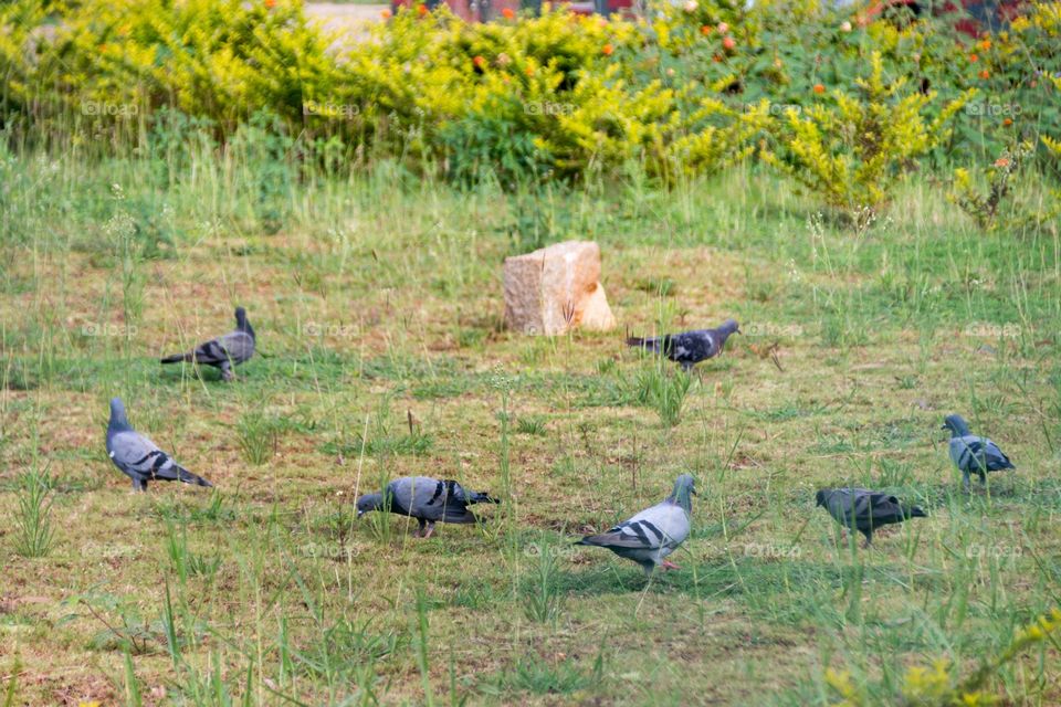 Pecking pigeons