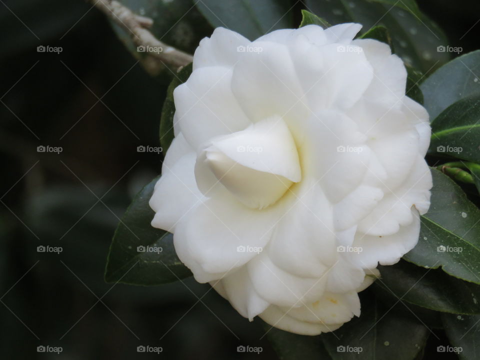 camellia