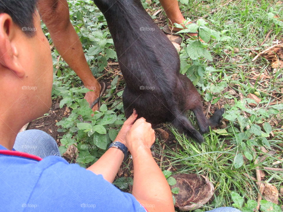 injecting goat