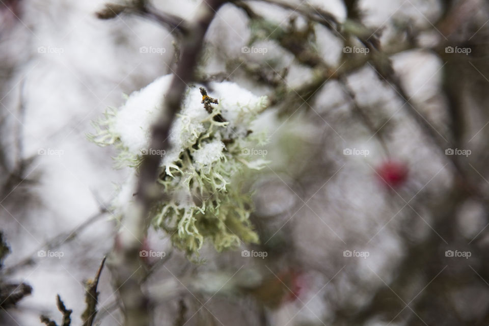 Winter, Tree, Nature, Branch, Flower