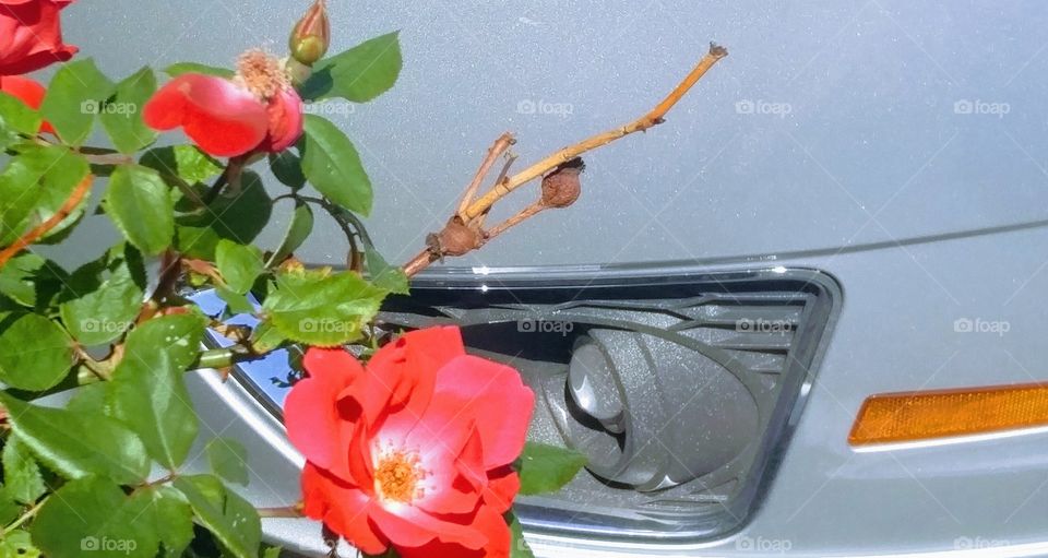 car in rose garden, headlight and roses