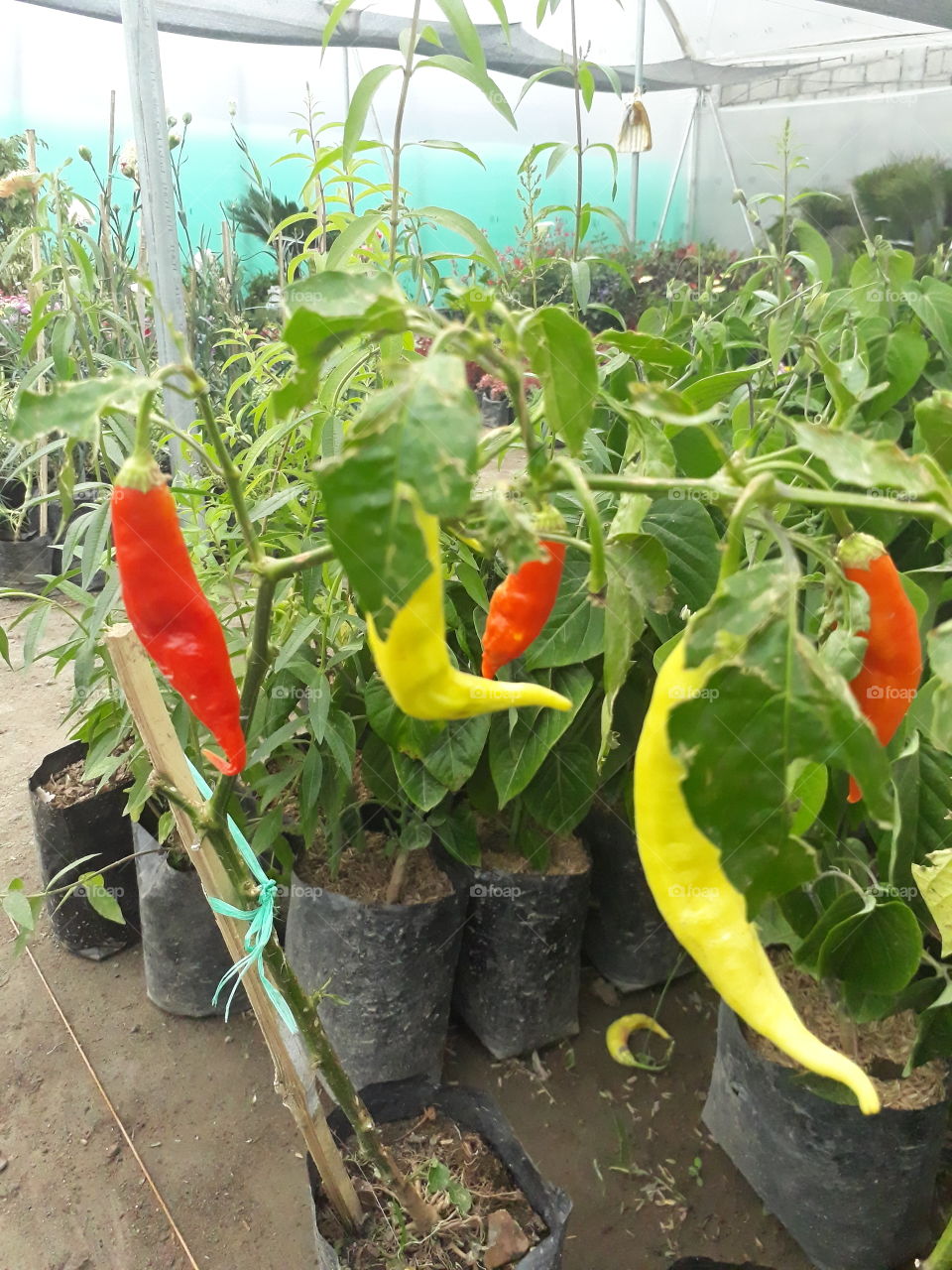 Red and yellow hot pepper in its natural plant - ají rojo y amarillo en su planta al natural