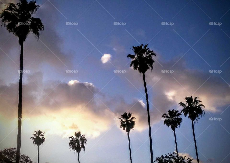 Palm Trees at Dusk