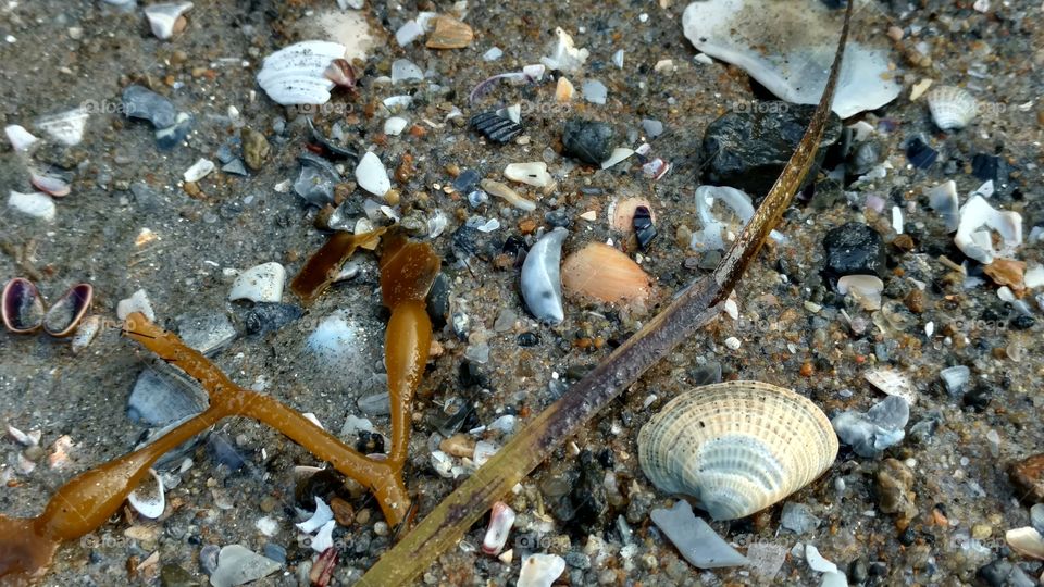 Seashells and Seaweed