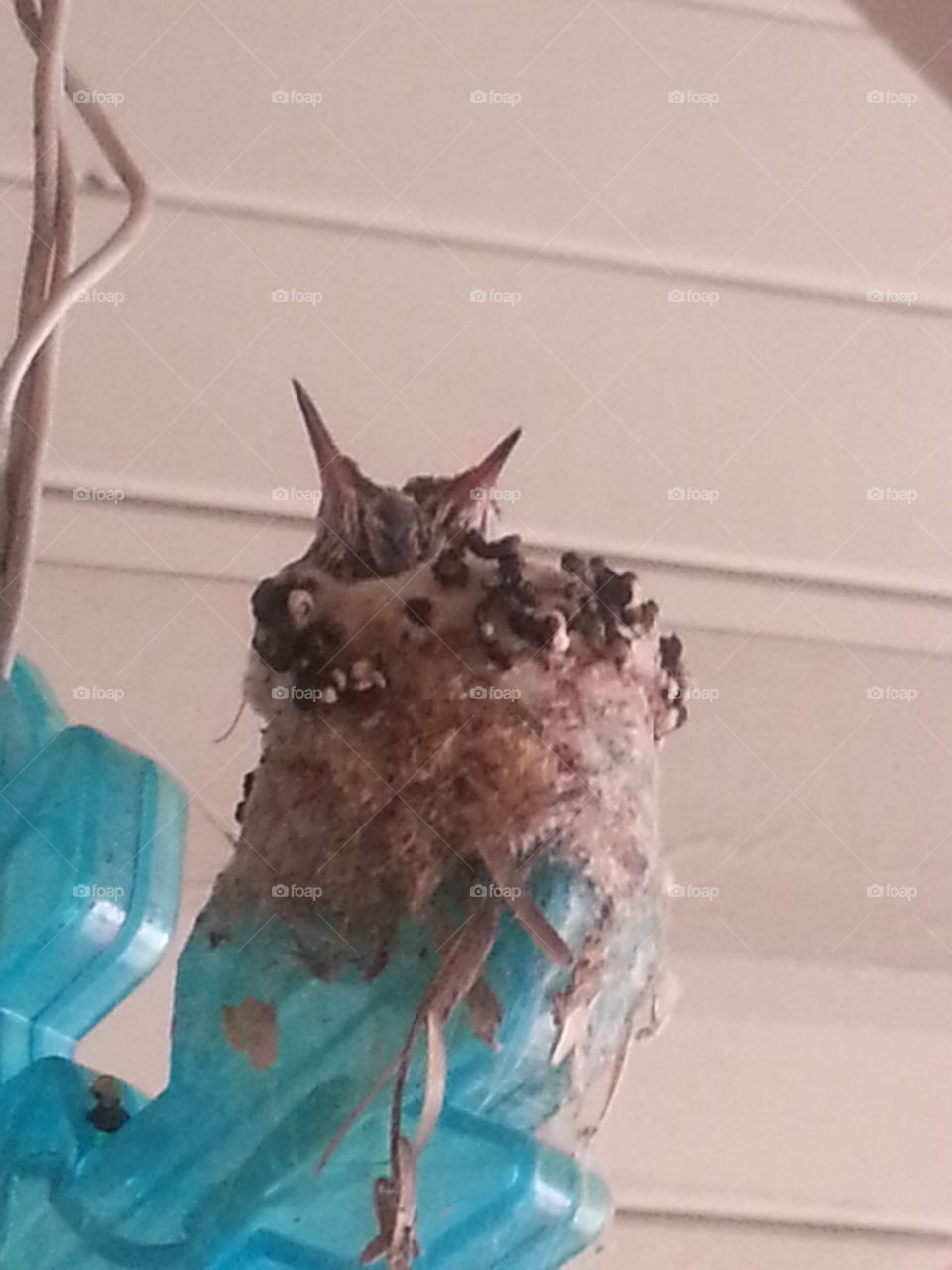 close up of baby hummingbirds (on a snowflake light in our garage)