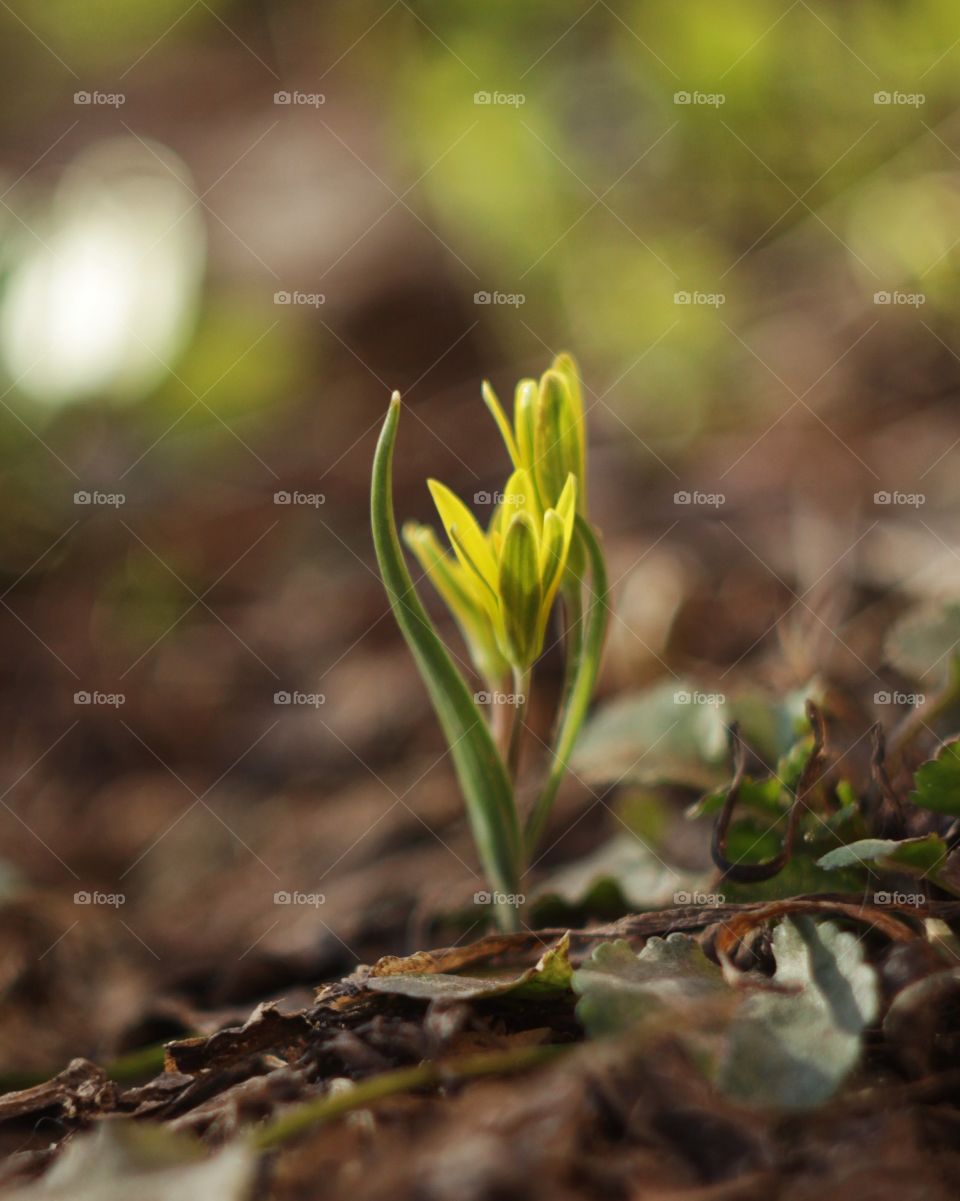 Spring flowers 