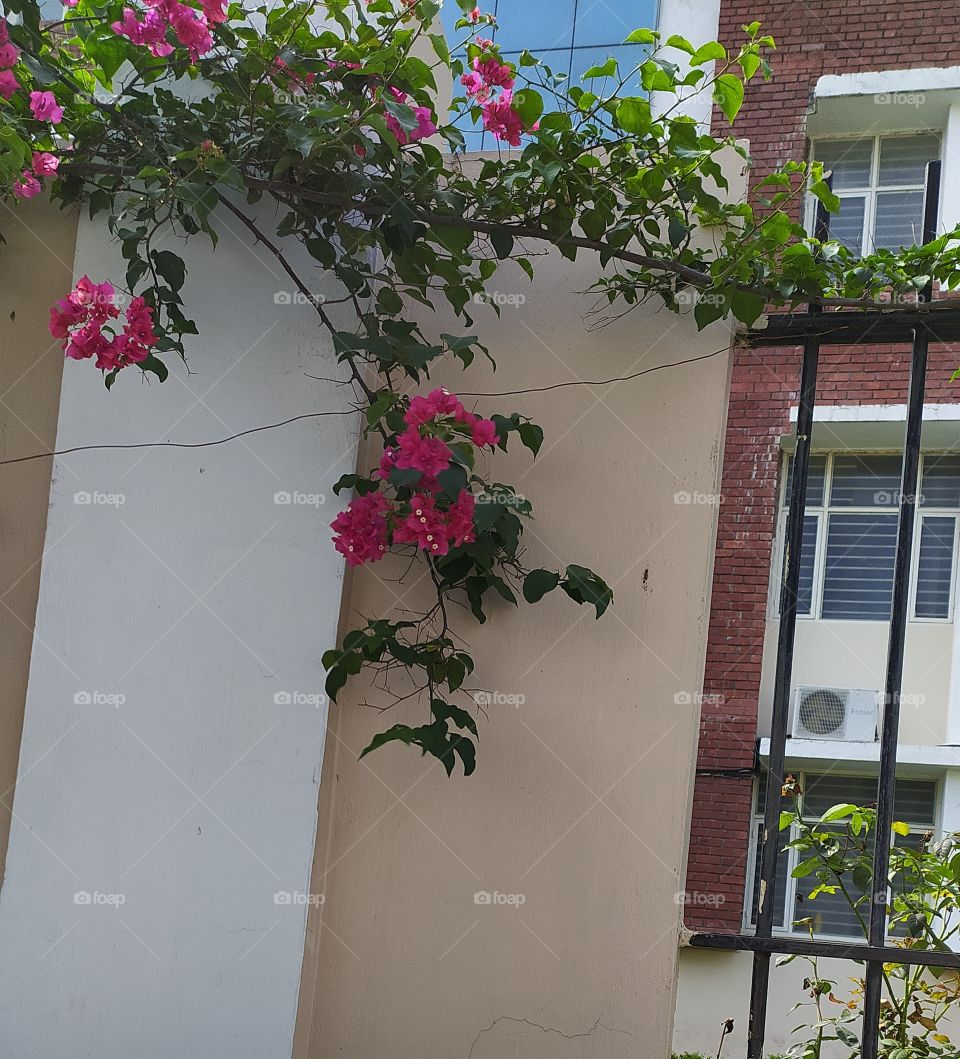 Bougainvillea looking good on the wall