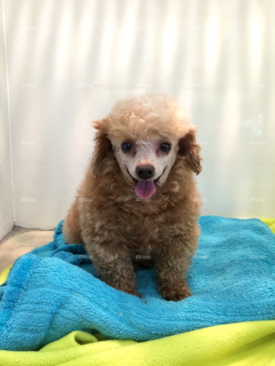 Apricot Poodle