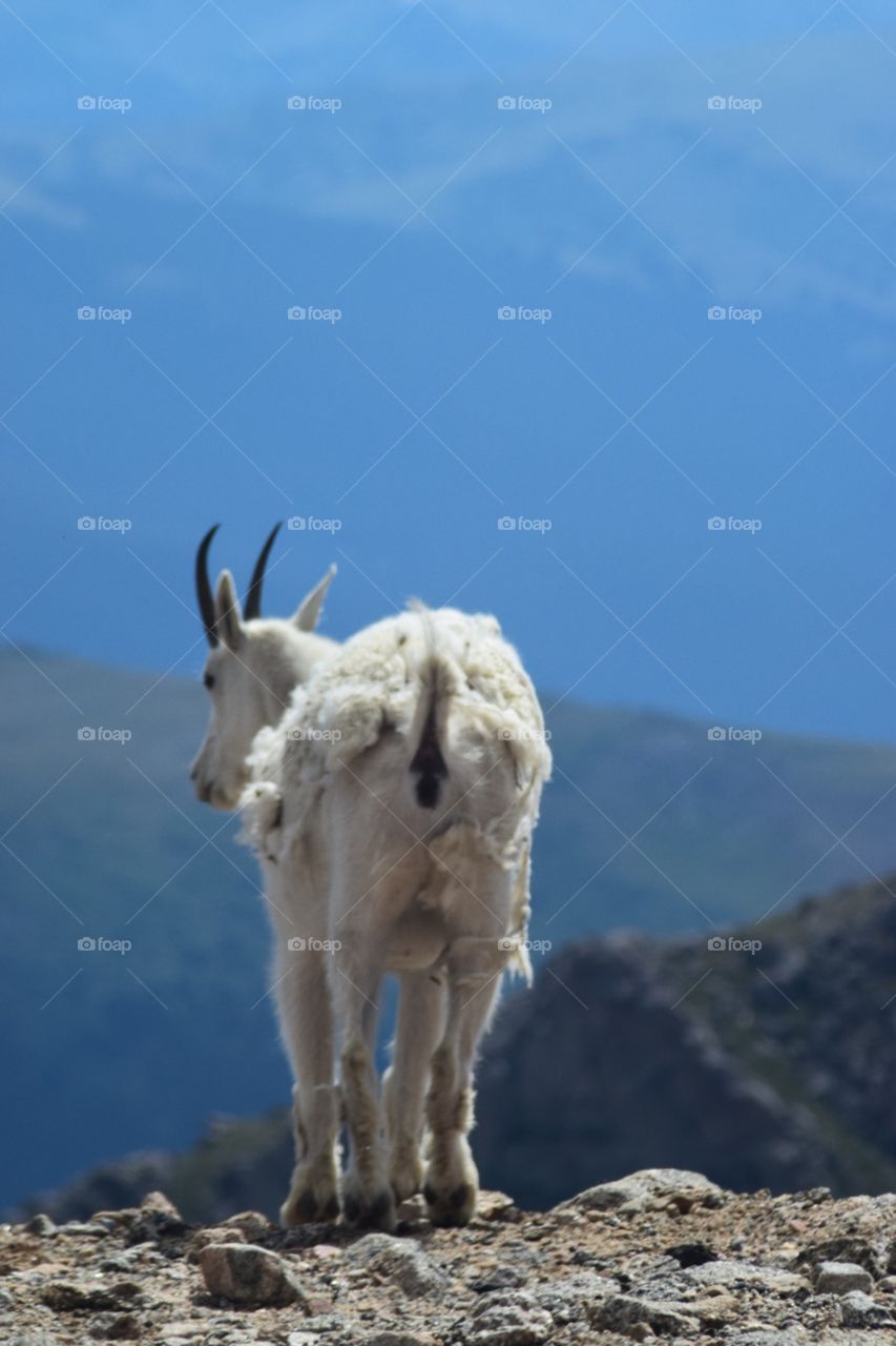 Mountain goat