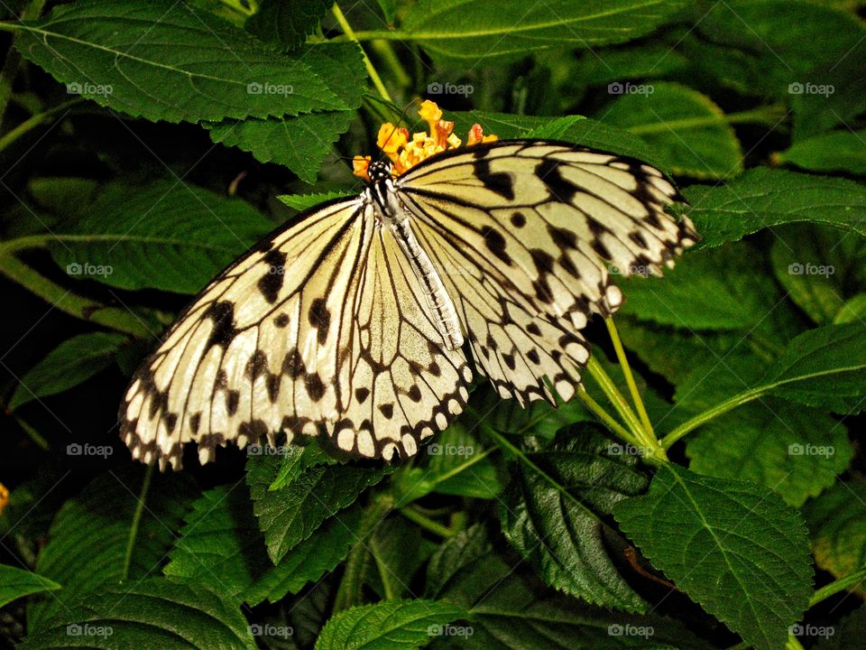 Tiger Swallowtail Butterfly
