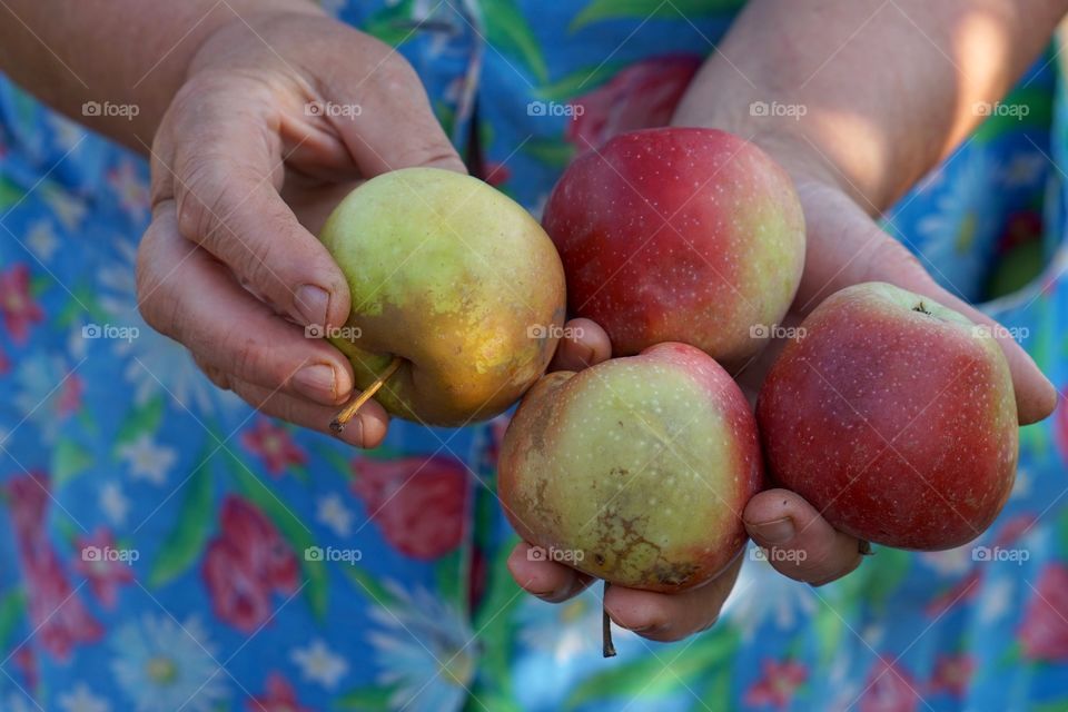 Fruits 