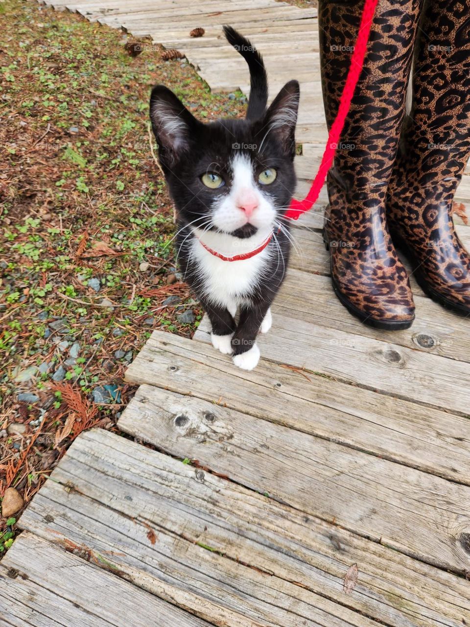 A black and white tuxedo kitten outside on a red leash going for a walk.