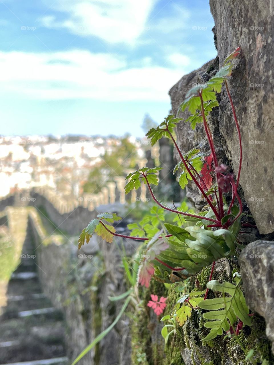 Plant in the castle wall