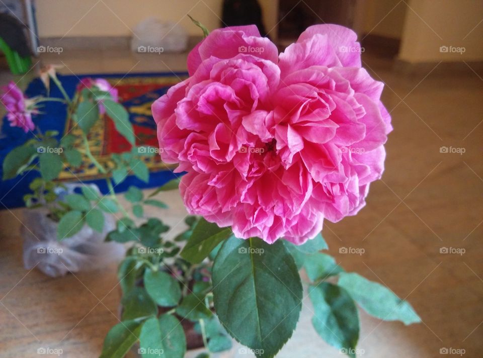 We call it Panir rose.. nice aroma..