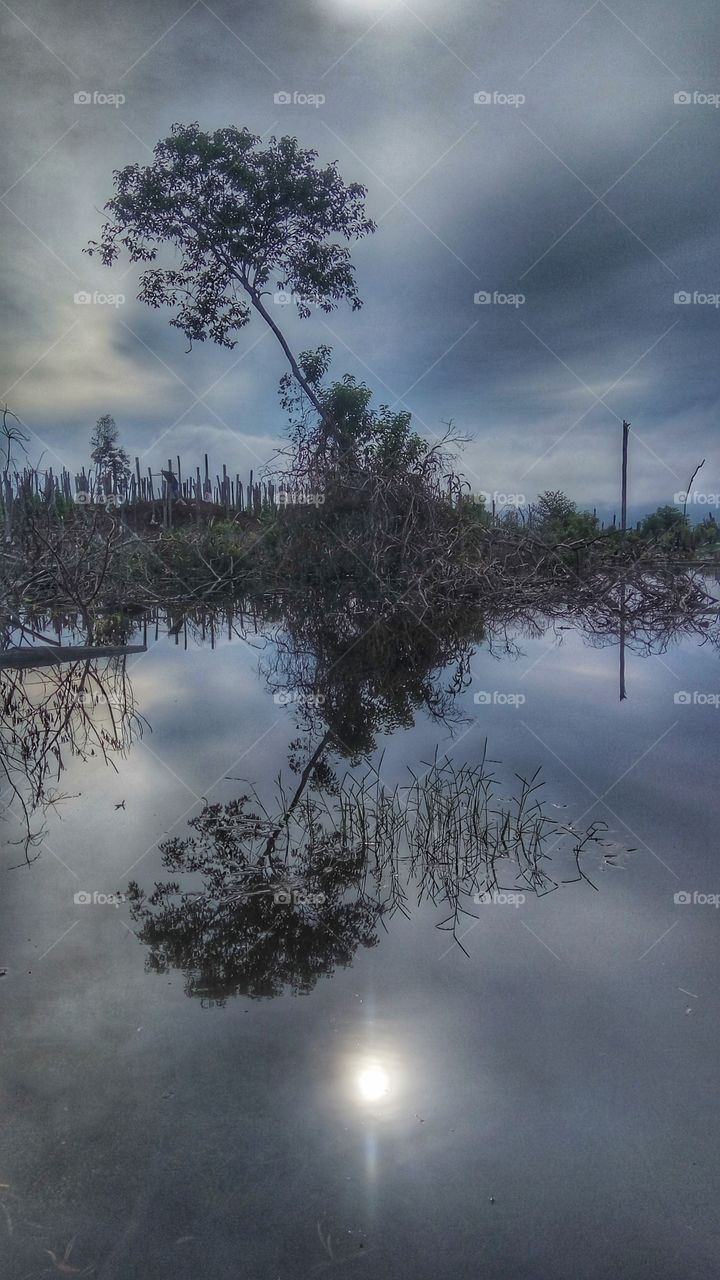 Trees reflected on water