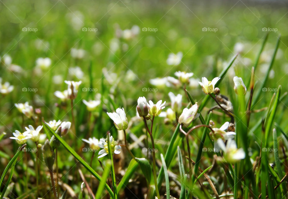 Little flowers