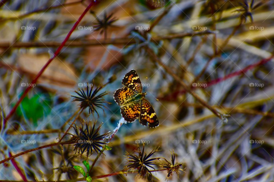 Broken wing butterfly 