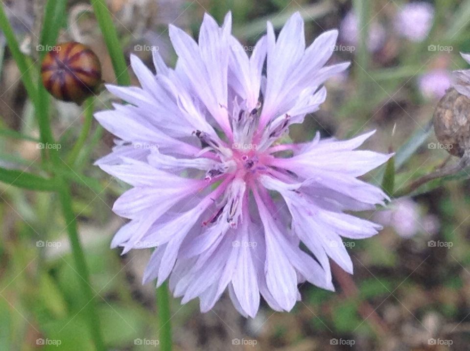 Lavender flower