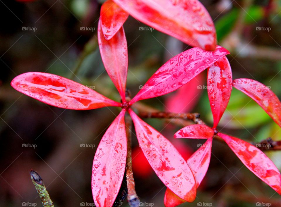 ted leaves in the rain.