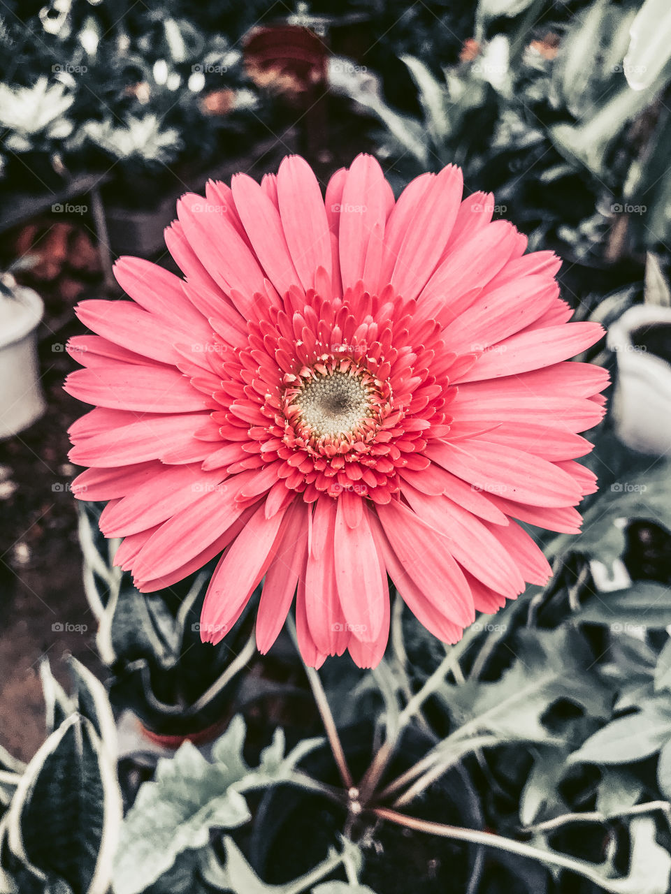 Daisy flower, fresh flowers 