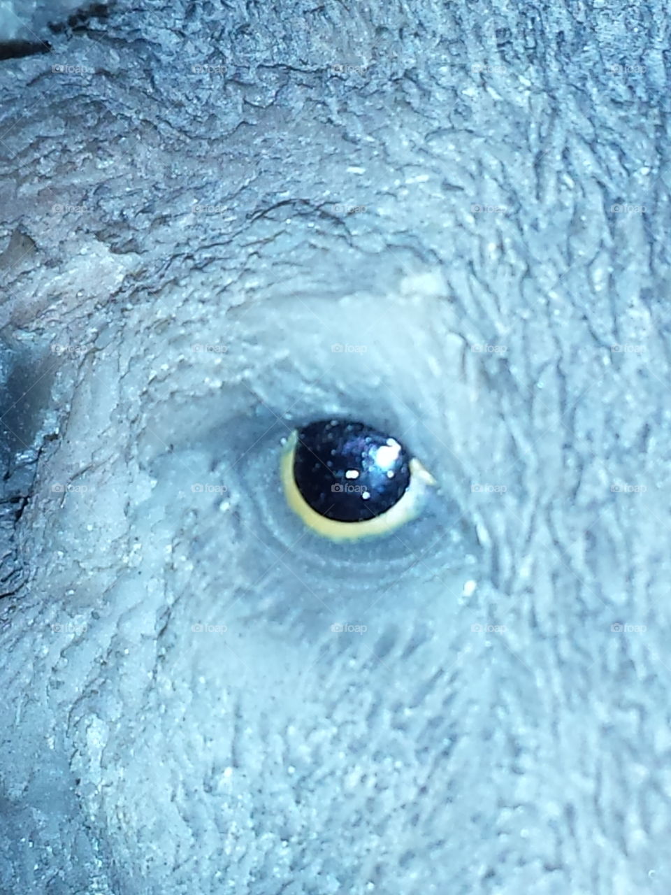 Magical iris of the wolf