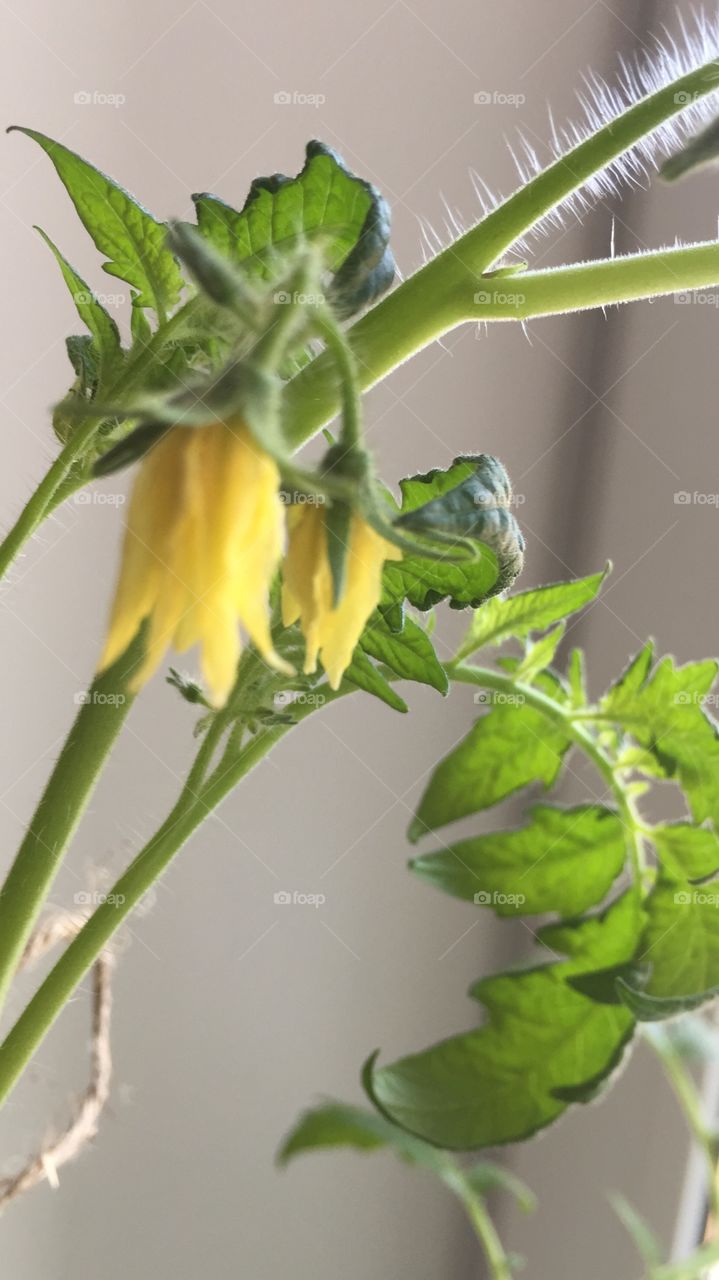 Цветы томата