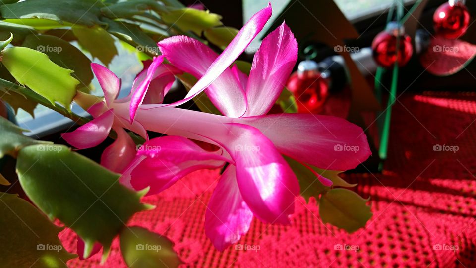 Late blooming Christmas Cactus!