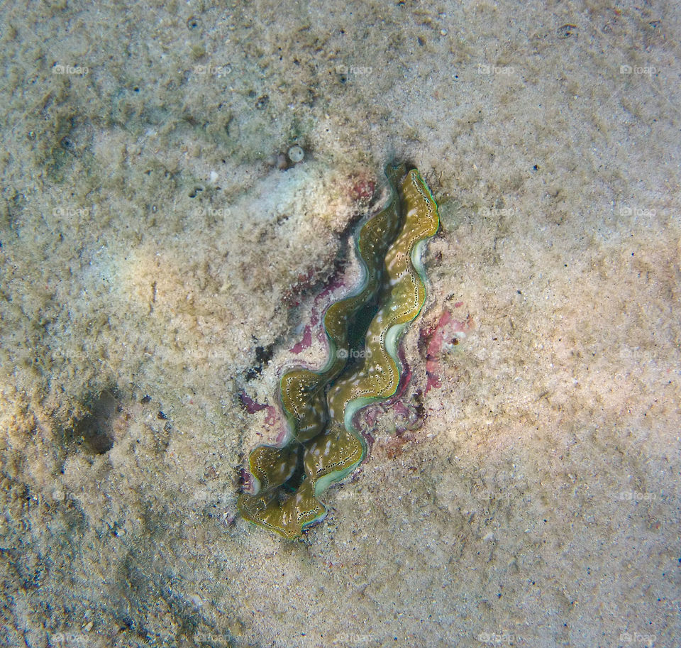 giant clam